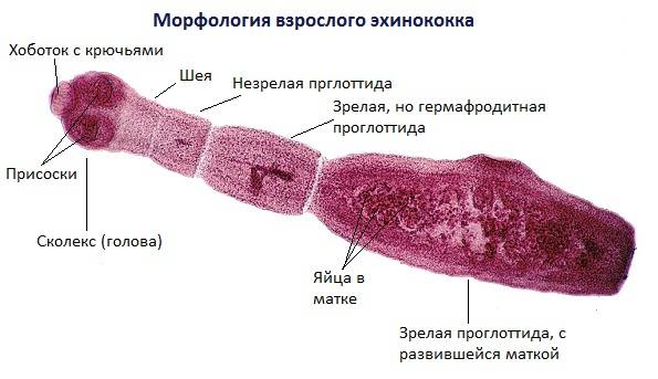 Ленточные черви в организме человека: методы выявления и лечение