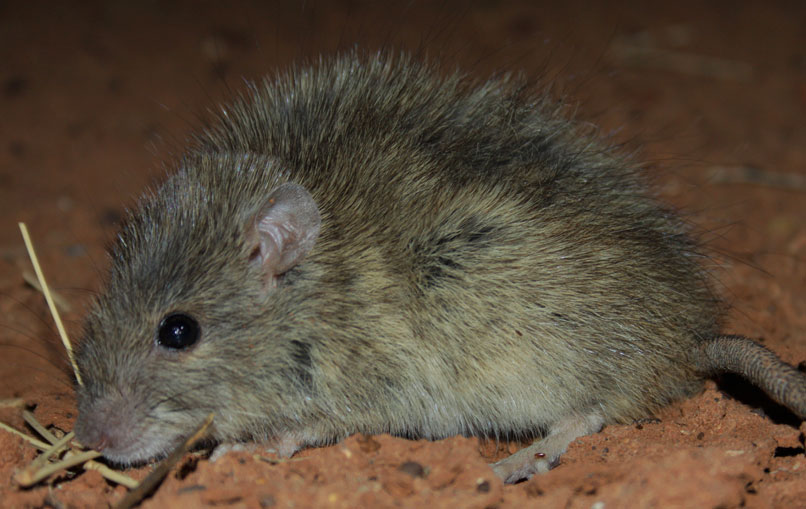 Разновидности крыс: фото и описание