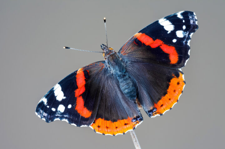 Бабочка Адмирал: описание и образ жизни