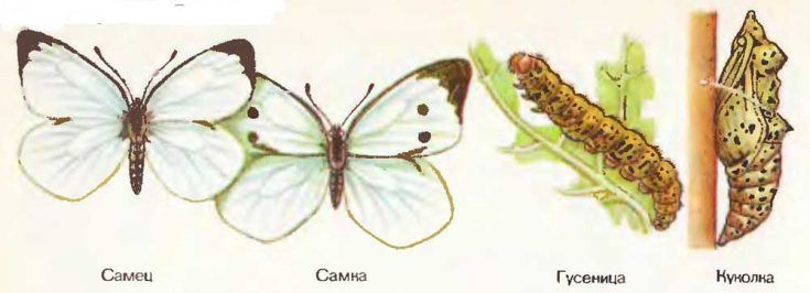 Капустная бабочка