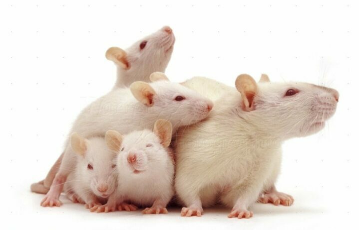 Белая домашняя крыса и условия ее содержания