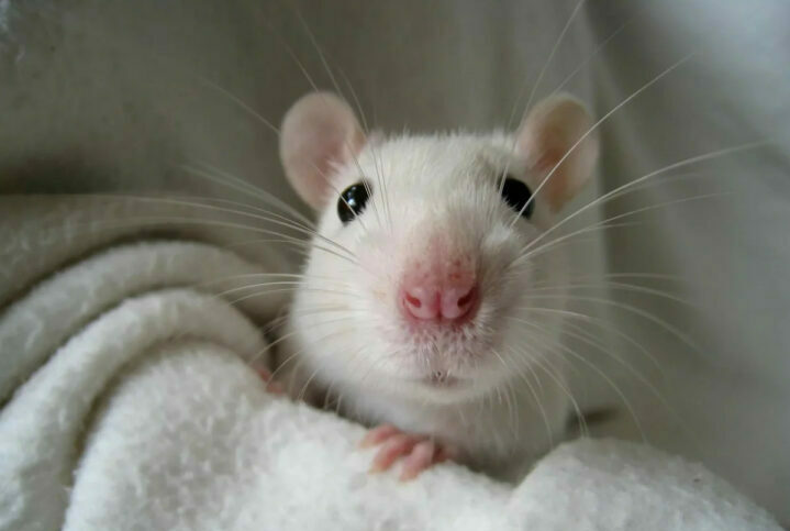 Белая домашняя крыса и условия ее содержания