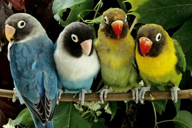 Блохи у попугаев и как от них избавиться