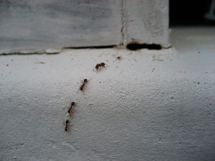 Борная кислота от муравьев в квартире