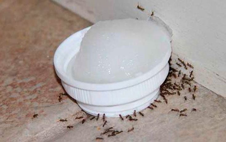 Борная кислота от муравьев в квартире