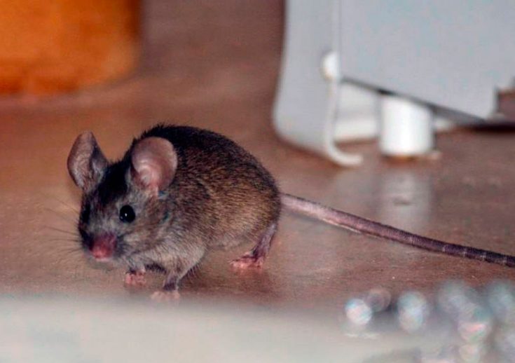 Чего боятся мыши
