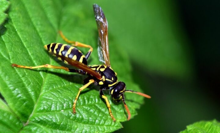 Чего боятся осы и как их напугать?