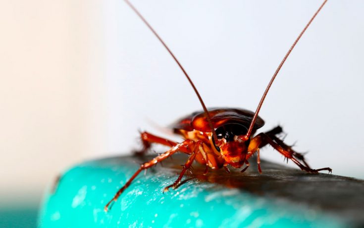 Чего боятся тараканы в квартире - ТОП10