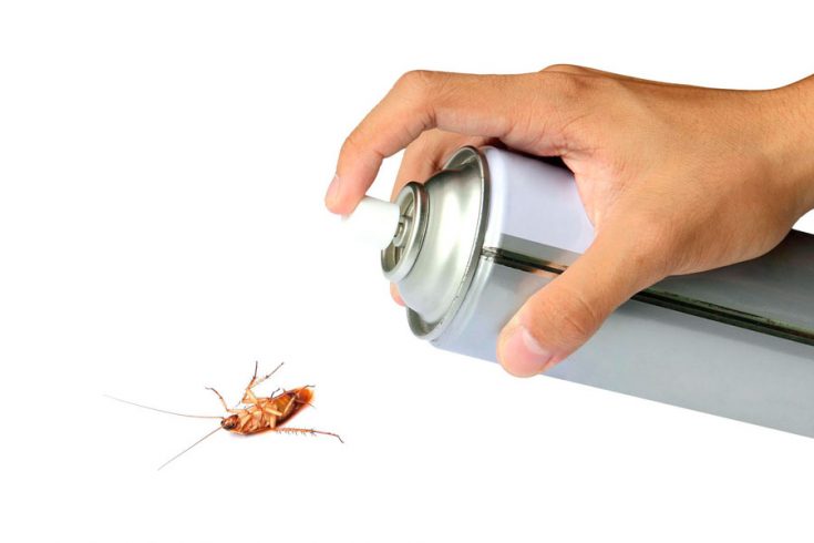 Чего боятся тараканы в квартире - ТОП10