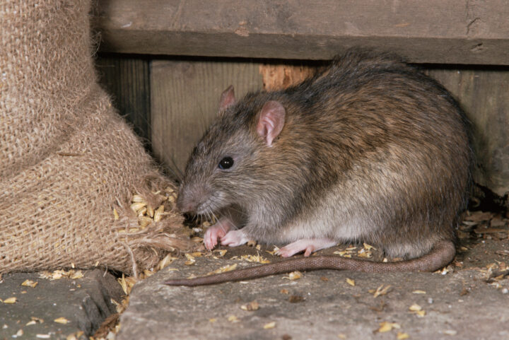 Чем опасны мыши для человека?