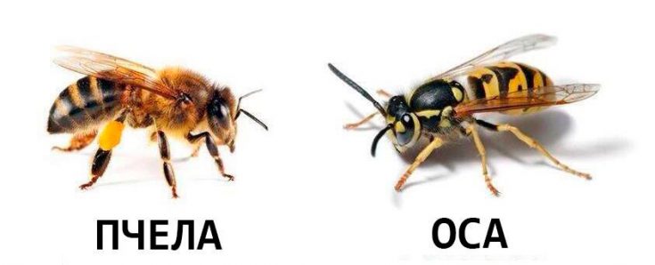 В чем разница между пчелой и осой