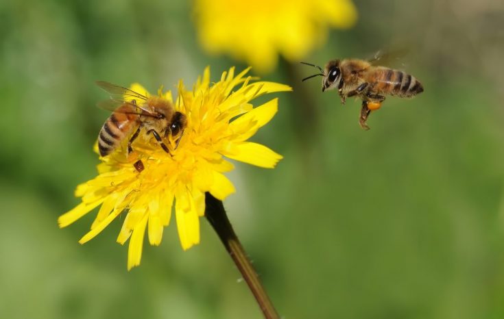 В чем разница между пчелой и осой