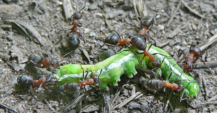 Что едят муравьи в природе и дома?