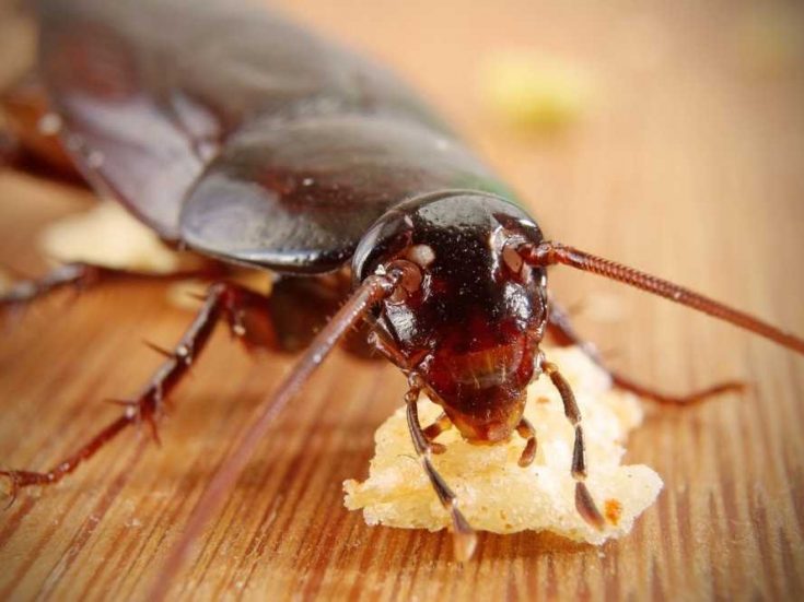  травить тараканов в квартире или доме: эффективные средства