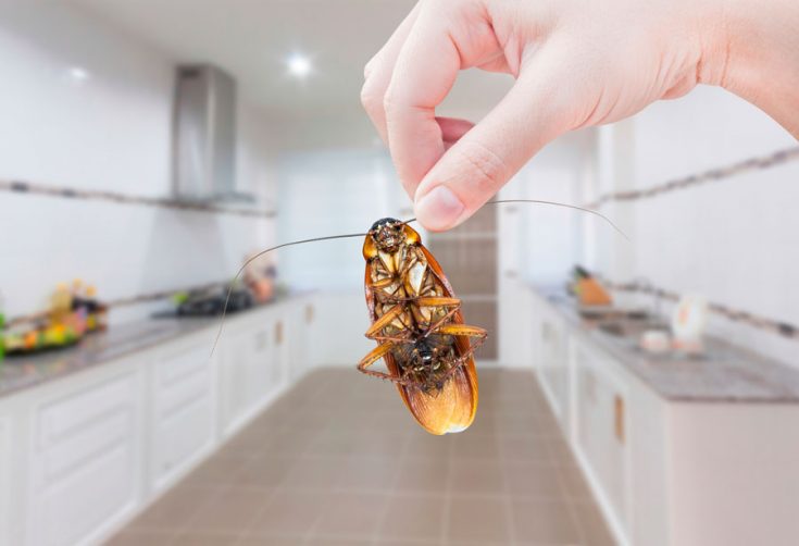 Как травить тараканов в квартире