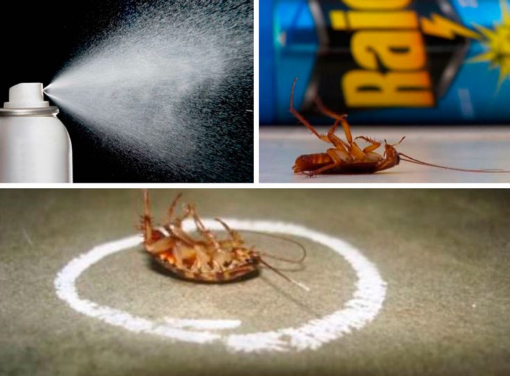 Чем травить тараканов в квартире или доме: эффективные средства