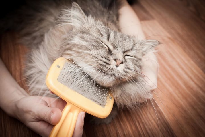 Мочалка для кошек: виды и назначение
