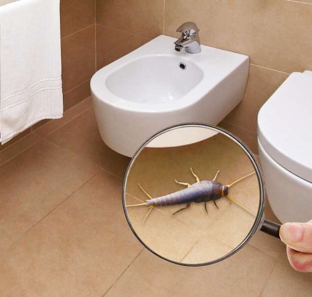 Серебрянка - маленькие белые насекомые в ванной