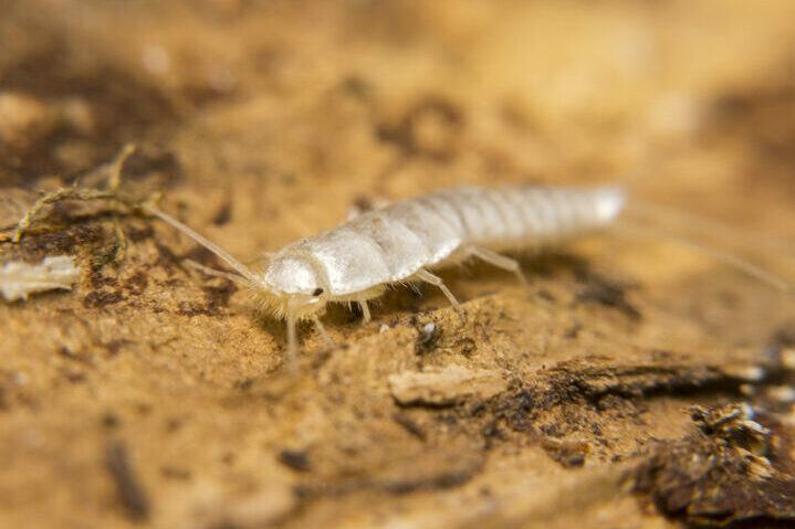Серебрянка - маленькие белые насекомые в ванной