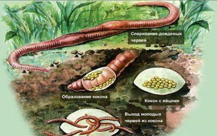 Дождевой червь: описание и характеристика