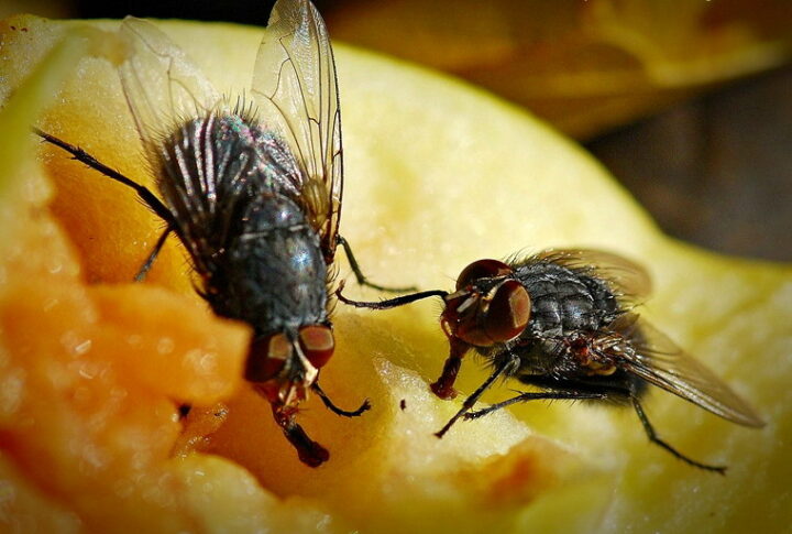 Эффективные репелленты от домашних мух