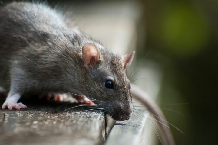 Как атакует мышь и что делать при укусе?