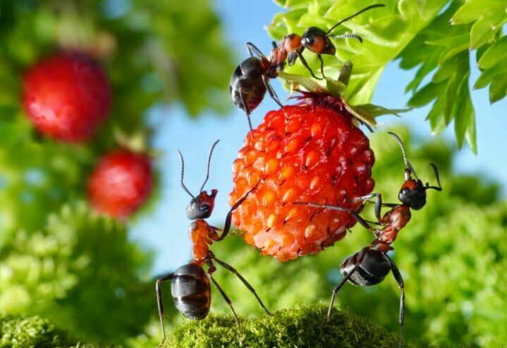 Как бороться с садовыми муравьями на дачном участке и в саду