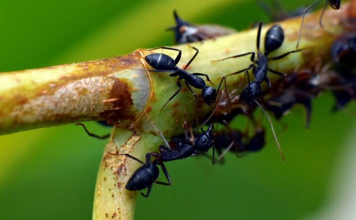 Как бороться с садовыми муравьями на дачном участке и в саду