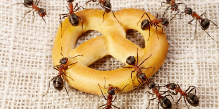 Как избавиться от красных муравьев в доме