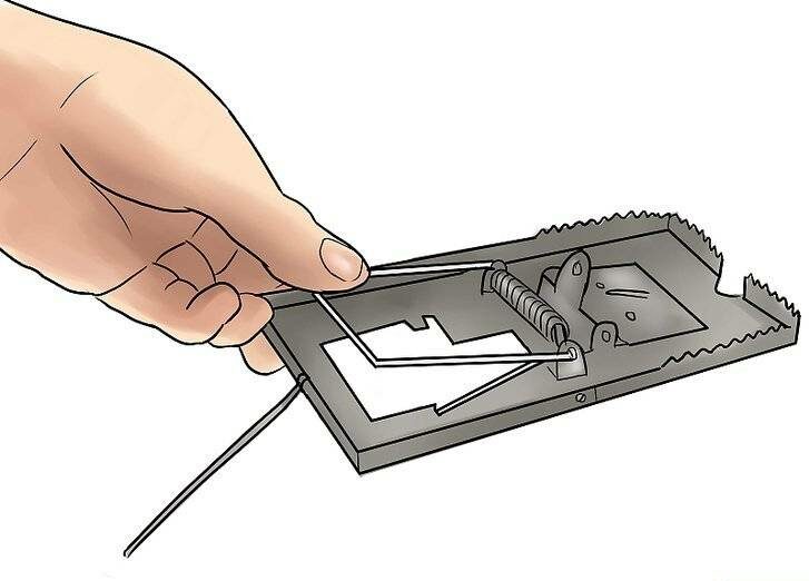 Как загрузить мышеловку и поставить ловушку на мышь?