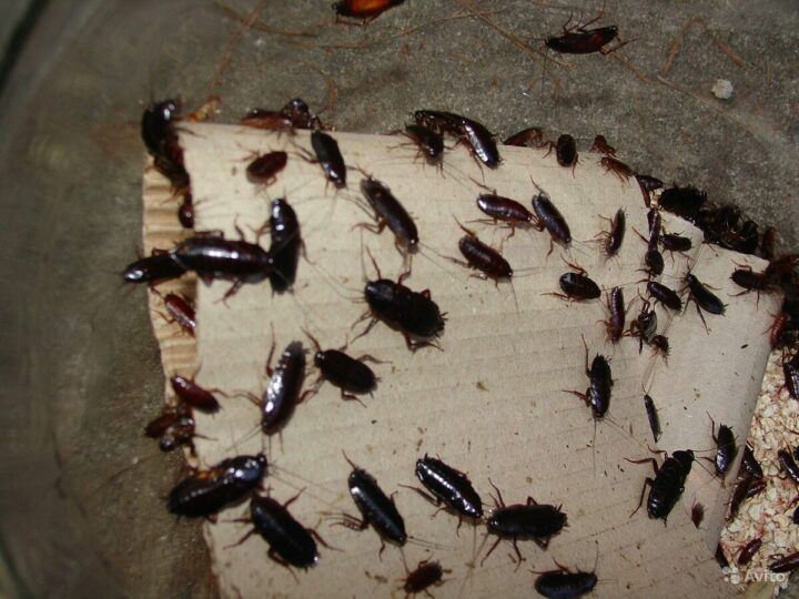 Канализационные тараканы и как от них избавиться