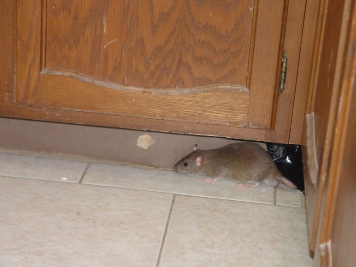 Крыса в квартире: что делать?