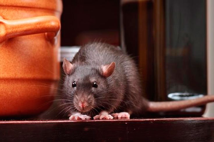 Крысы в ​​частном доме
