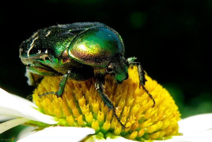 Личинки жуков и как с ними бороться