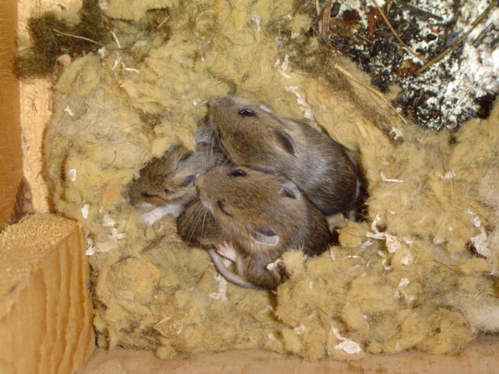 Мыши в деревянном доме и защита от грызунов