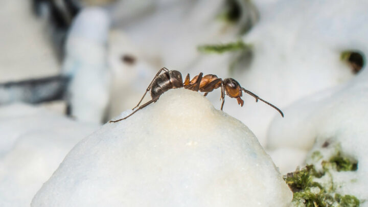О том, где и как зимуют муравьи