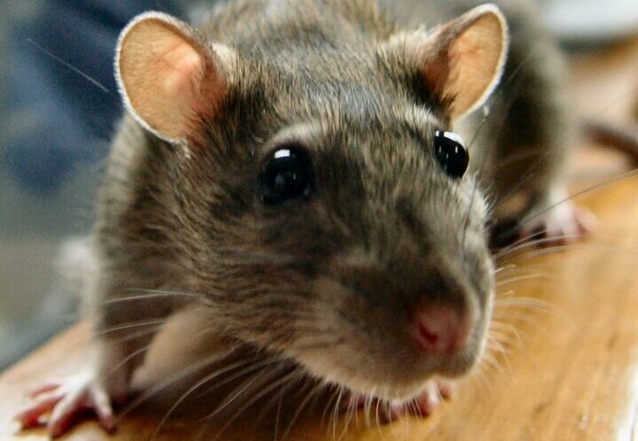 Описание и образ жизни крысы