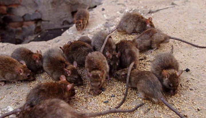 Описание и образ жизни крысы