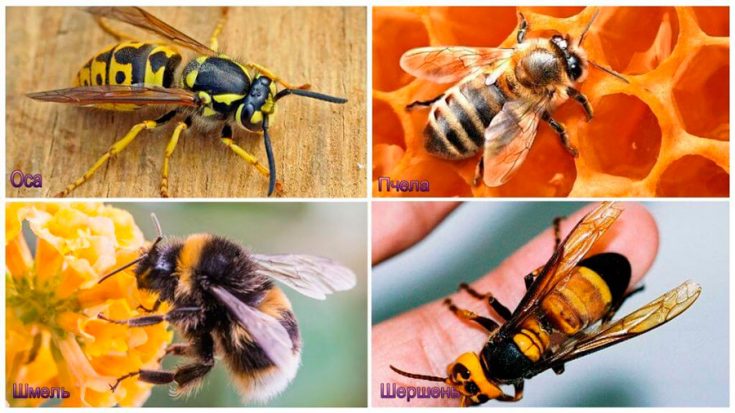 Отличия шершня от пчелы и осы