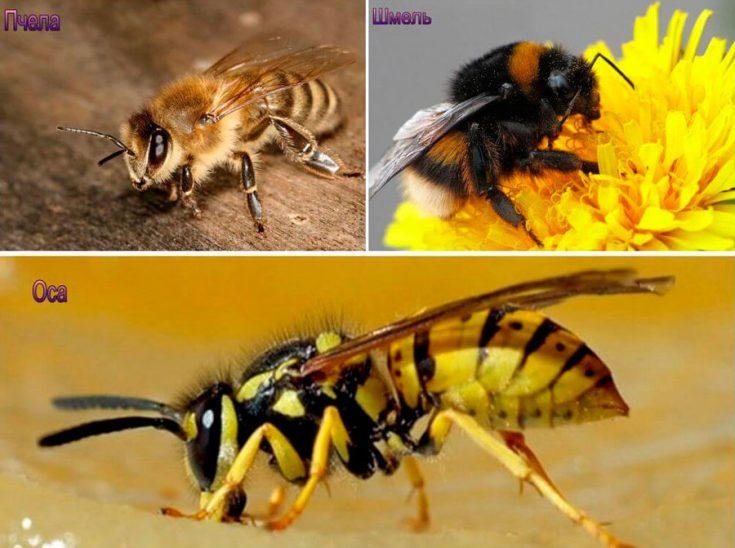 Отличия шершня от пчелы и осы