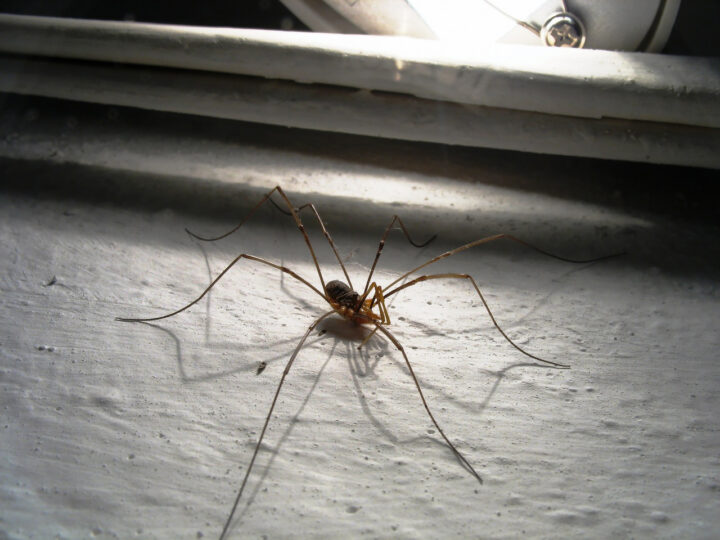 Обыкновенный паук-сенокосец или серп