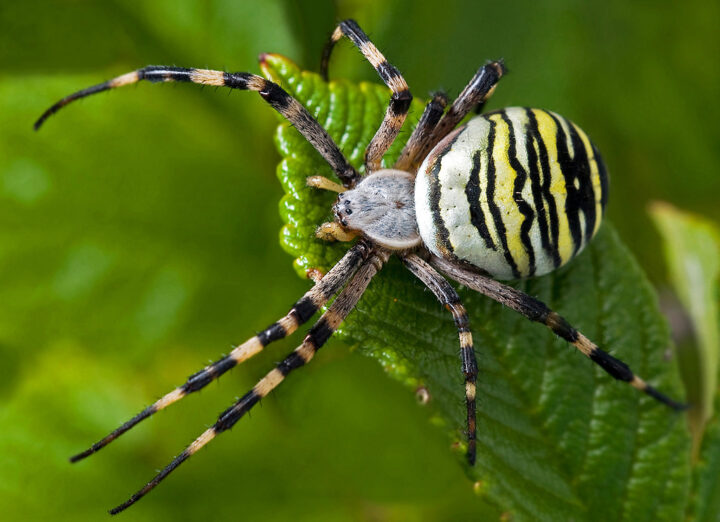 Полосатый паук Аргиопы Брунних