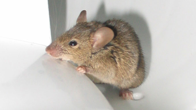 Приманка-ловушка для мышей
