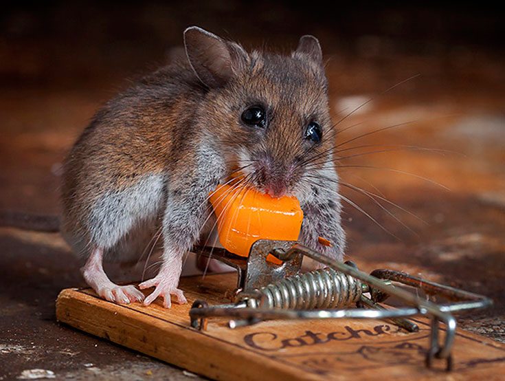 Приманка-ловушка для мышей
