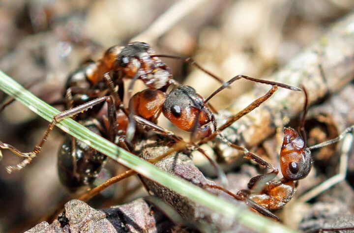 Этапы размножения и развития муравьев