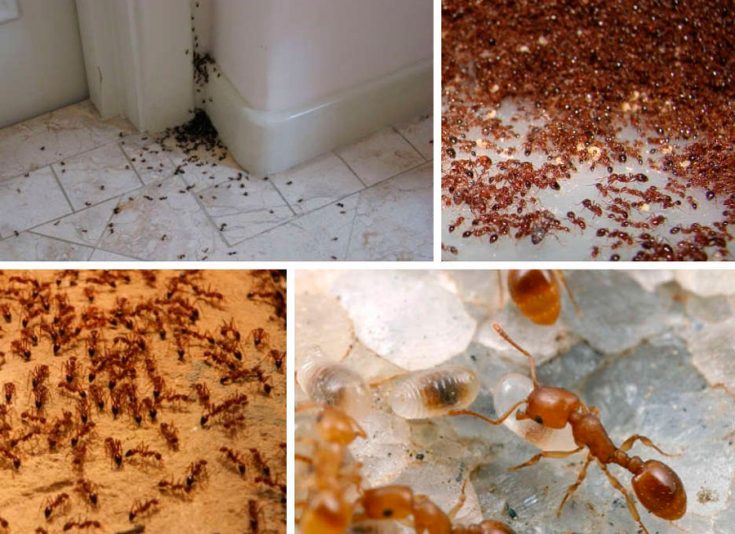 Красные муравьи в квартире