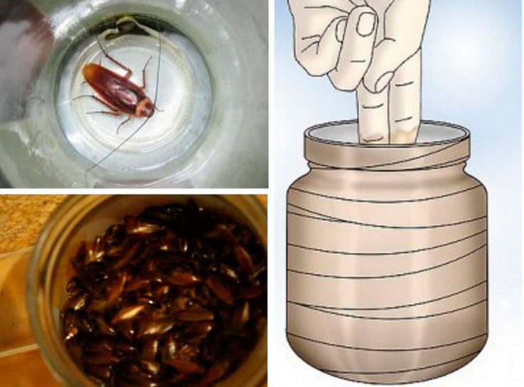 Самые эффективные ловушки от тараканов
