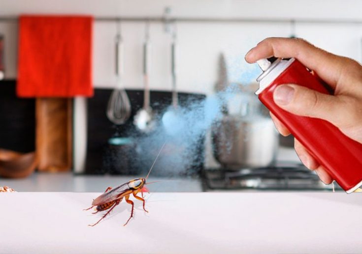 Самые эффективные средства от тараканов в квартире