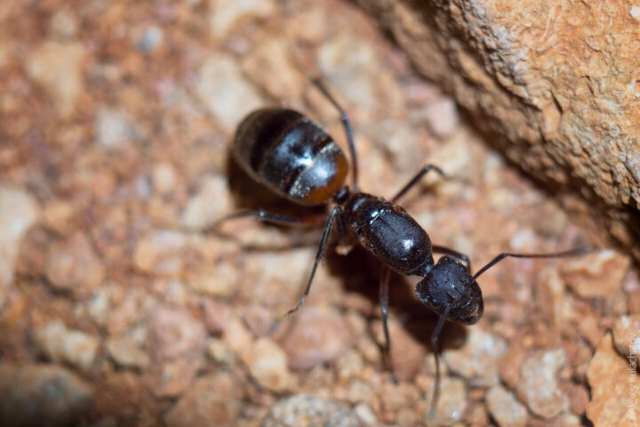 Самые большие и самые маленькие муравьи в мире