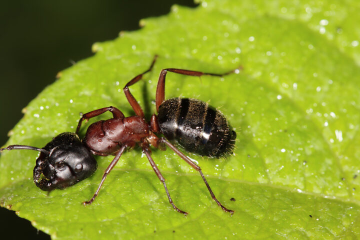 Самые большие и самые маленькие муравьи в мире